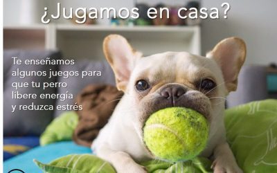 Hoy llueve. ¿Jugamos en casa?