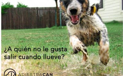 Consejos para salir con tu perro lloviendo