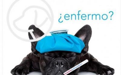 Prevenir enfermedades en invierno