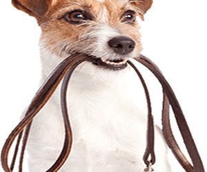 Taller paseo sin tirones