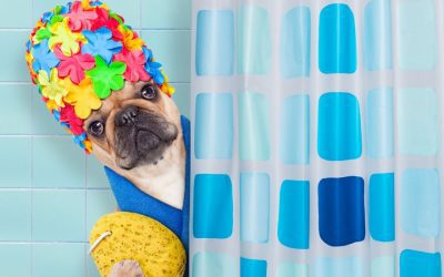 COMO MANTENER A NUESTROS PERROS LIMPIOS Y SANOS