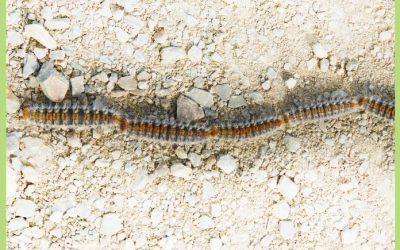 Procesionaria en perros: Síntomas y cómo actuar