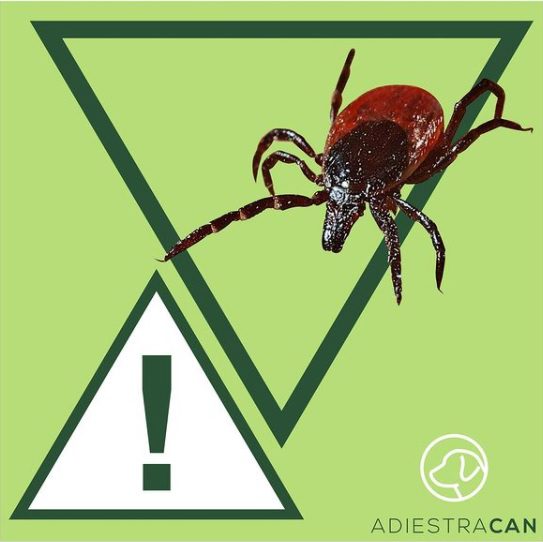 garrapatas en perros