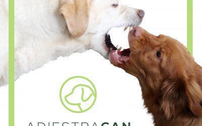 ¿Porqué muerden los perros?