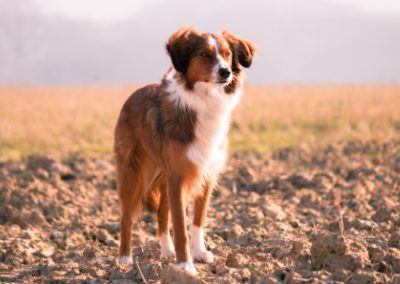 adiestramiento canino madrid