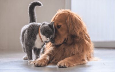 Consejos Para que Perros y Gatos se Acepten