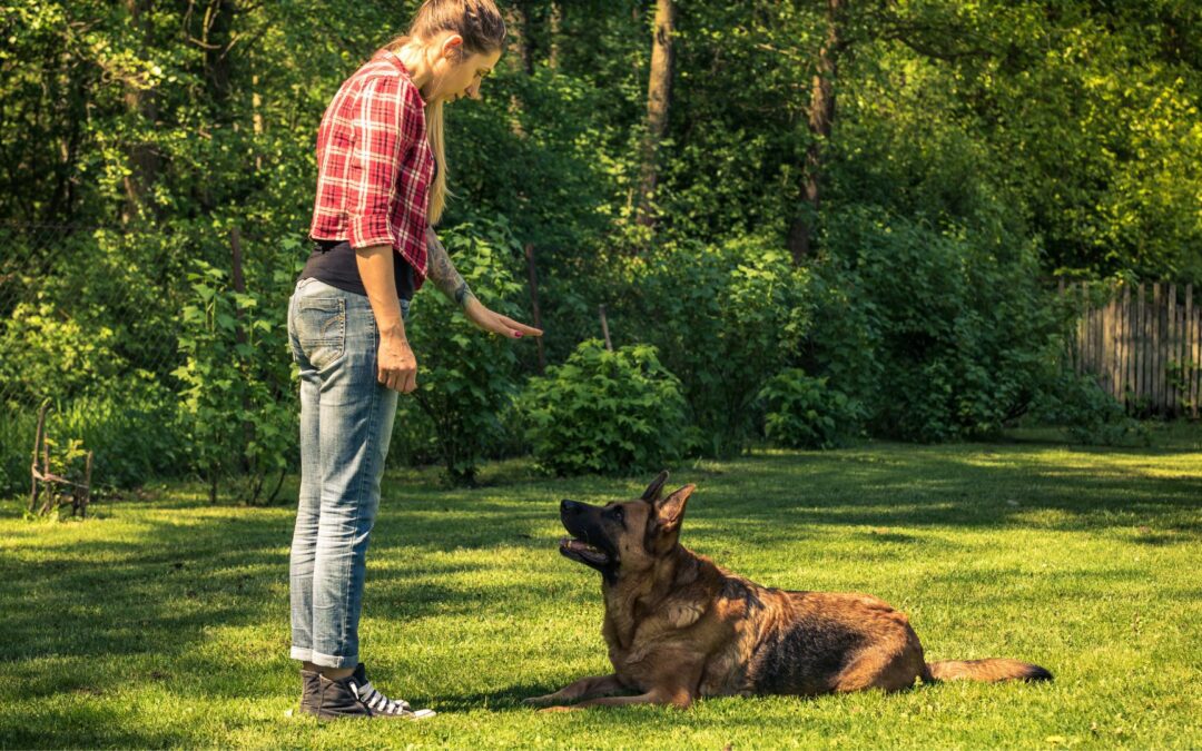 características increíbles de los perros
