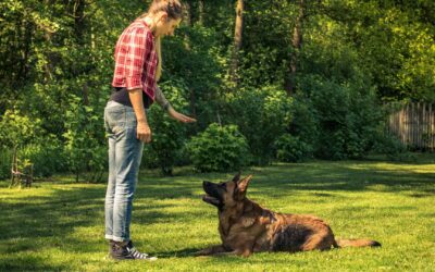 ¿Cuáles son 10 características increíbles de los perros?