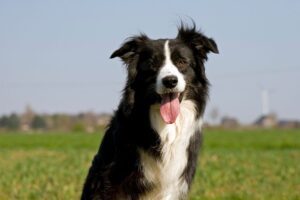 adiestrador border collie