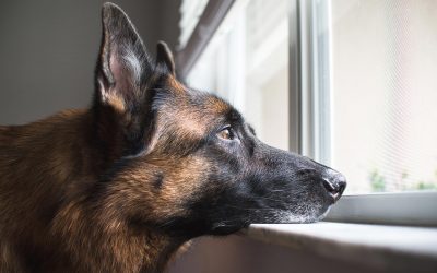 Efectos del Confinamiento