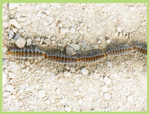 procesionaria en perros