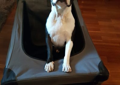 adiestramiento canino en madrid