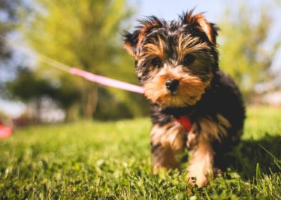 adiestramiento de perros madrid