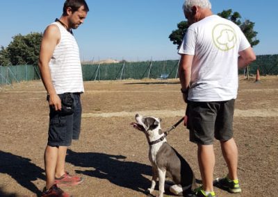 adiestramiento canino madrid