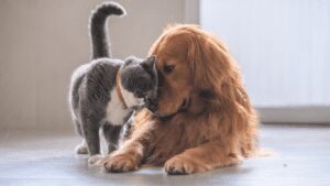 perros y gatos juntos